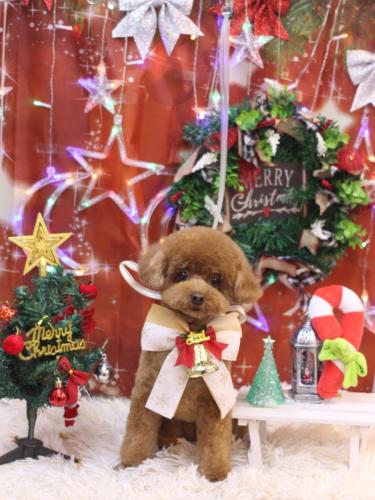 20231228ブラちゃん